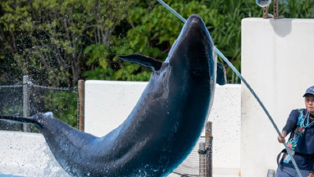 [Upgradable 9-person group] Okinawa North 1-day tour: Aquarium + Cape Manzamo + Kouri Island