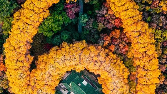 【外国人対応可能】中国語/英語ガイド付き南京中山陵+明孝陵+美齢宮ワンデーツアー