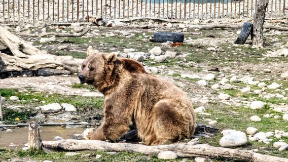 Tbilisi: Sabaduri Fairytale Forest, Georgian Stonehenge & Bear Sanctuary 