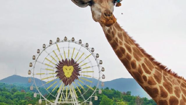 清遠長隆長頸鹿城堡2天1晚/3天2晚長隆森林王國暢玩套票可選溫泉樂園及自助餐含園內接駁車親子度假套票