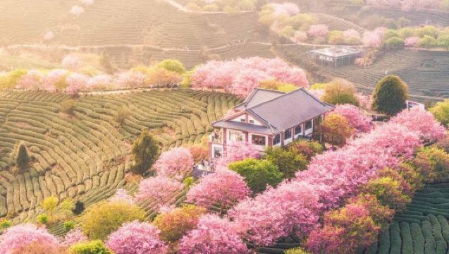 Xiamen Round-Trip: 1-Day Tour to Yongfu Cherry Blossom Park | Private Charter & Customizable Itinerary