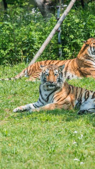 Private 1-day tour to Shanghai Wild Animal Park and City God Temple