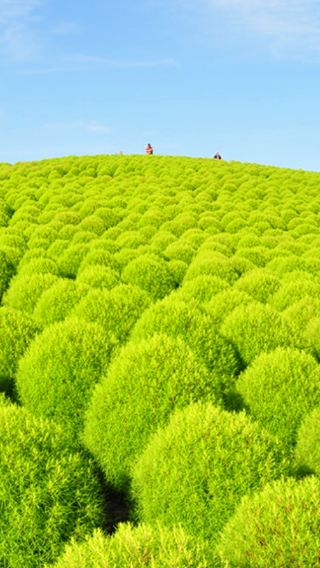 1-day tour to Oarai Isosaki Shrine, Nakaminato Fish Market and Hitachi Seaside Park flower fields
