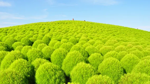 1-day tour to Oarai Isosaki Shrine, Nakaminato Fish Market and Hitachi Seaside Park flower fields