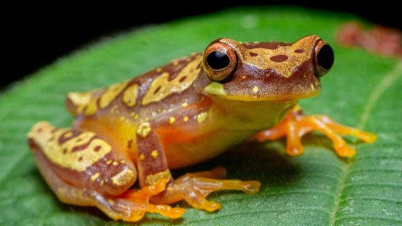 Manuel Antonio: Jungle Night Tour Near Manuel Antonio