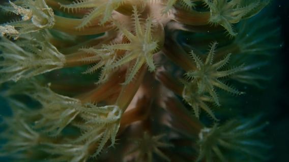 Cartagena: PADI DISCOVER SCUBA / MINICURSO DE BUCEO