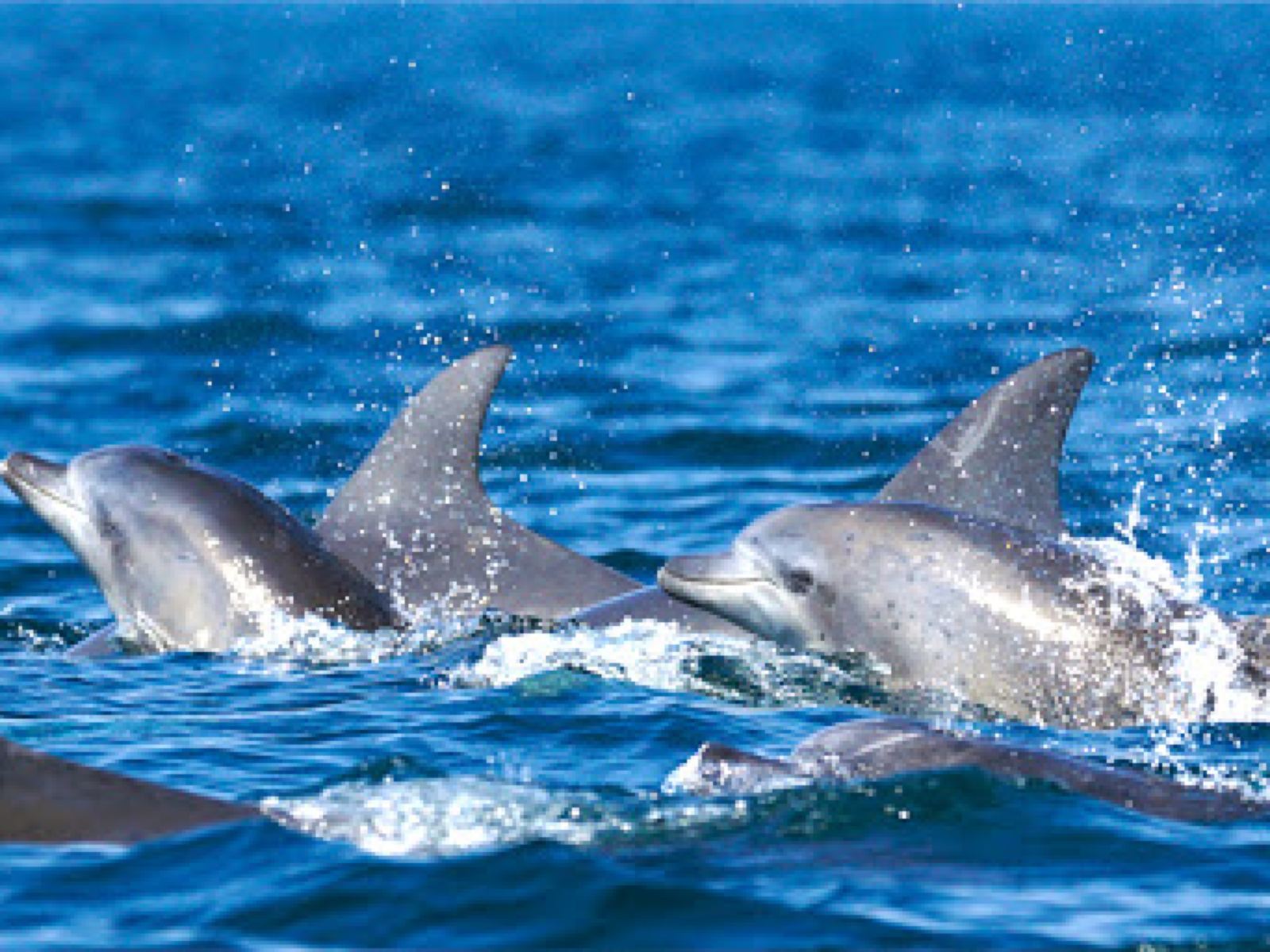 日本定制出遊（天草追海豚）一日遊