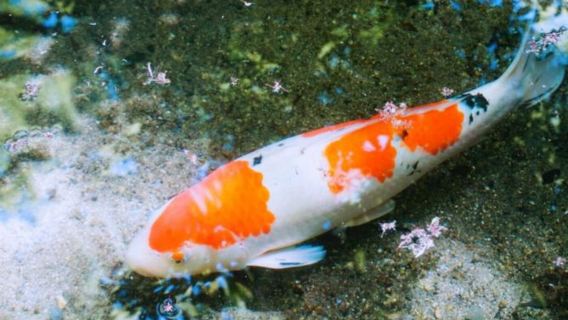 日本京都-瑠璃光院-三千院-貴船神社-嵐山-紅葉巡禮紅葉季