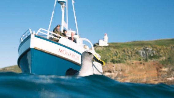 Dunedin: Monarch - One Hour Wildlife Cruise