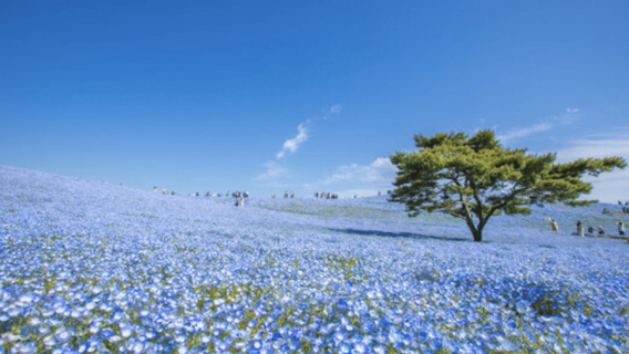 Ibaraki: Private Customizable Tour with a Local Guide