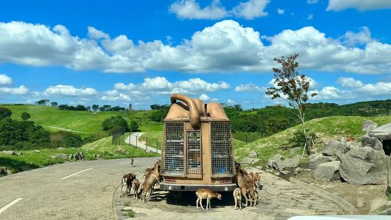 Conan Anime Tour: Oita Yufuin, Kyushu Zoo, and Umijigoku Hell Day Trip