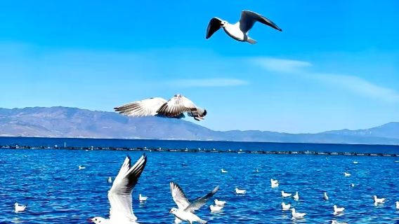 麗江-大理純玩一日遊+360°環洱海+雙廊+S灣+理想邦