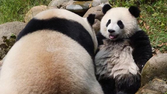 Dujingyan Panda Base Half day tour