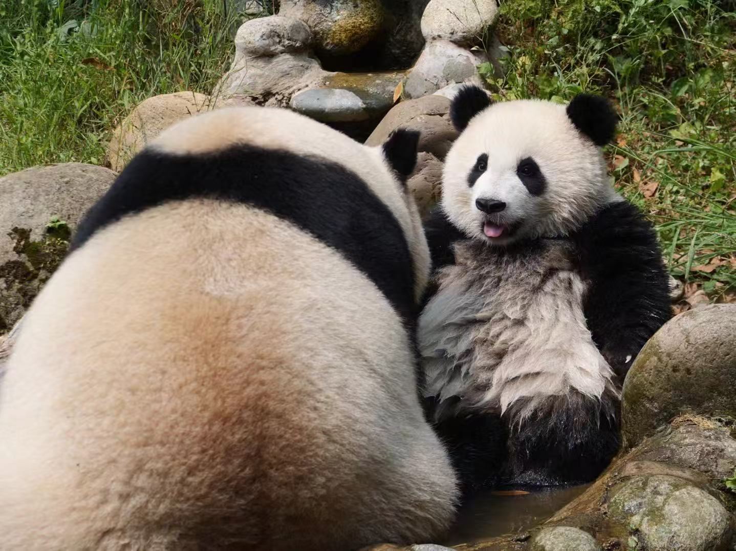 Dujingyan Panda Base Half day tour