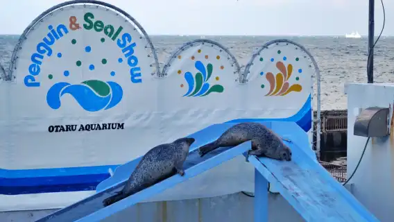 일본 홋카이도 오타루 상점가 & 시로이코이비토 파크 & 비바이 스노우 랜드 당일 치기 여행