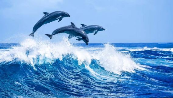 Tour de lujo para avistamiento de ballenas en Kona, Hawái