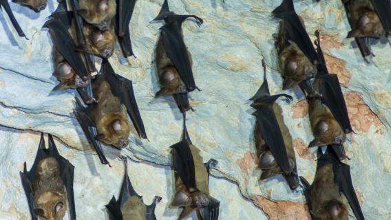 Pacchetto condiviso per il tour delle mangrovie a Langkawi con pranzo incluso