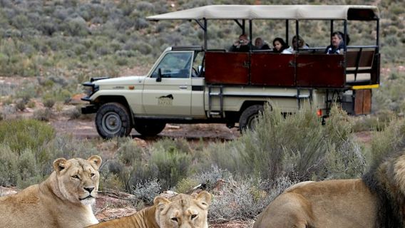 Aquila Private Game Reserve: Kleingruppen-Safari + Mittagessen + Transport