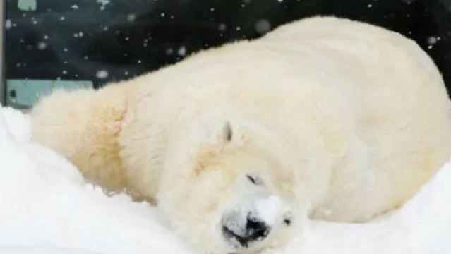 北海道動物園&四季彩&聖誕樹或&森林精靈陽台一日/中文司導