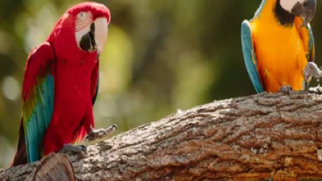 Tropical Fruit World + Currumbin Wildlife Sanctuary Day Tour (Gold Coast Day Tour)