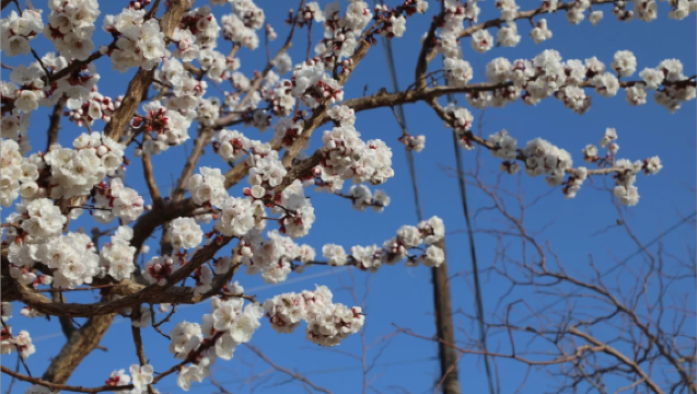 Lawatan Sehari dengan Kereta untuk Melihat Bunga Aprikot di Turpan