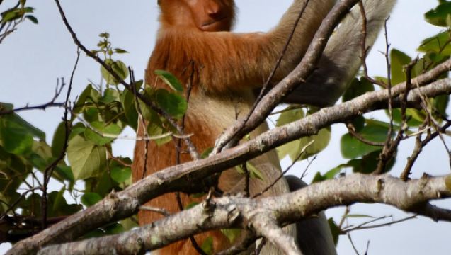 Sabah Weston Vådområde Flodkrydstogt, Næseaber, Solnedgang & Ildfluer 1-dags delt tur
