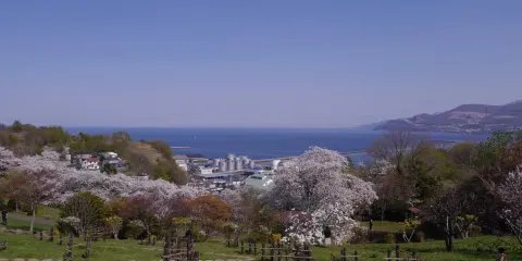小樽櫻旅一日遊:手宮公園賞櫻/三島芝櫻庭院+音樂盒堂+天狗山
