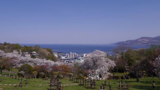 Otaru 1-day tour for cherry blossom viewing: temiya park for sakura viewing, music box hall, aquarium and tenguyama