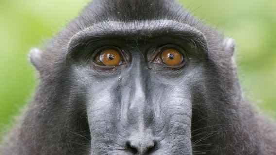 Tur Liar Tangkoko Manado Indonesia - Aktivitas Hutan & Jalur Trekking Alam