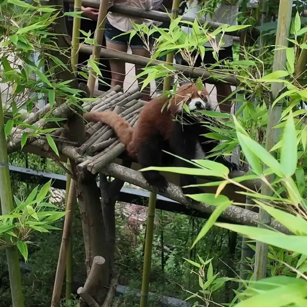 Dujiangyan panda valley live guide [2-hour private tour | Chinese