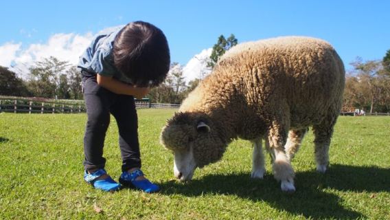 Mount Fuji Day Tour (Small Group) — Makaino Farm + Saiko Gassho Village + Lawson Convenience Store