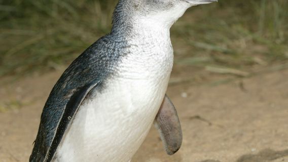 Phillip Island: Penguin Parade - Guided Ranger Tour Ticket
