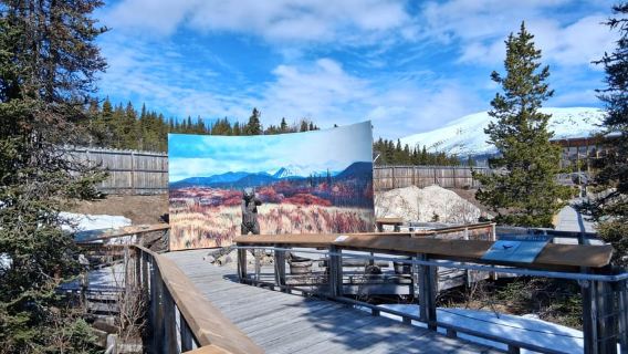 Skagway: Yukon Suspension Bridge & White Pass Scenic Tour