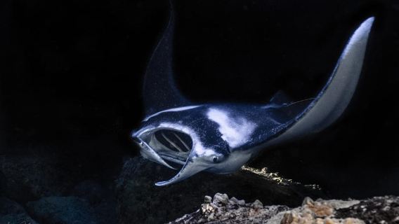 大島：魔鬼魚浮潛船遊