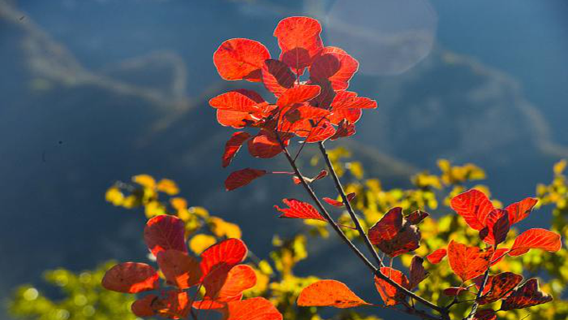 坡峰嶺賞紅葉1日【京郊紅葉天花板+6公里環形賞紅葉棧道】
