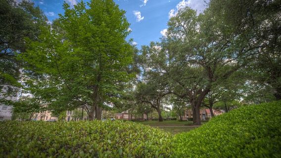 Savannah
