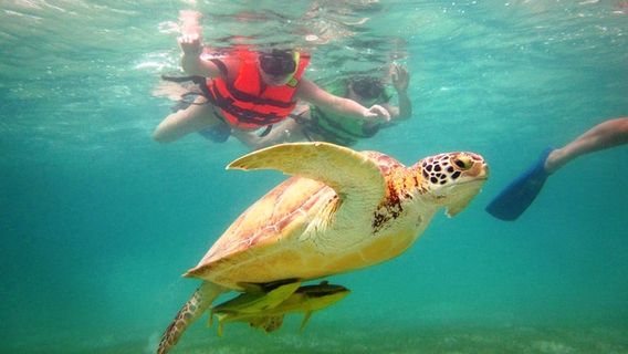 Playa del CarmenExperiences