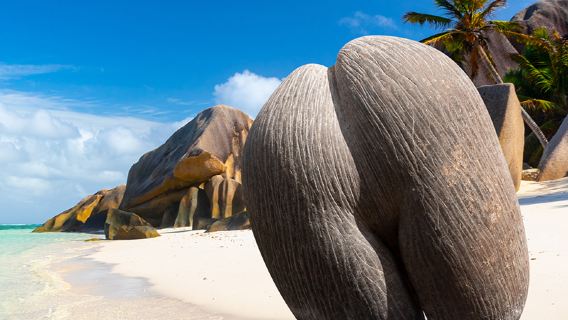 однодневный тур, трансфер на остров Маэ и Праслин, обед в креольском стиле.