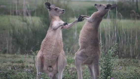 All-Inclusive Tagesausflug zu Wombats, Kängurus und Wasserfällen