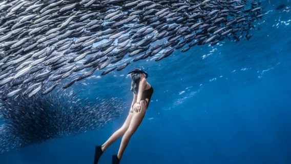 Départ de Cebu : excursion d'une journée de plongée avec la tempête de sardines de Moalboal | Transfert aller-retour et déjeuner inclus