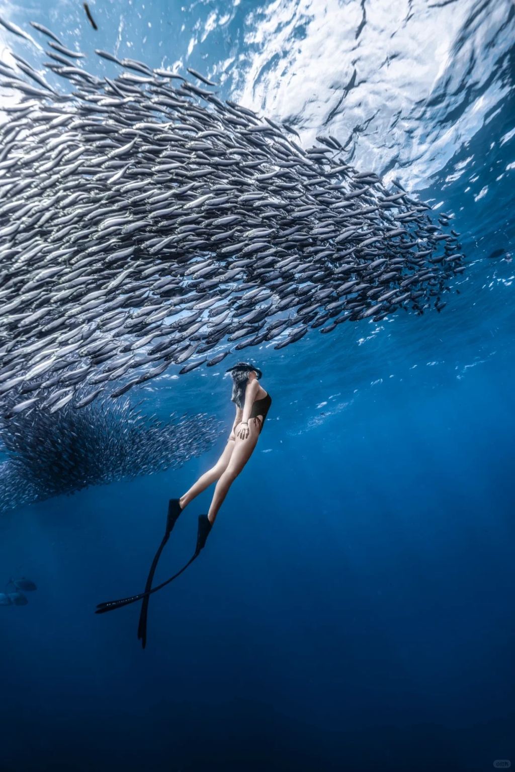 Excursión de un día de buceo con el cardumen de sardinas desde Cebú|Transporte de ida y vuelta e incluye almuerzo