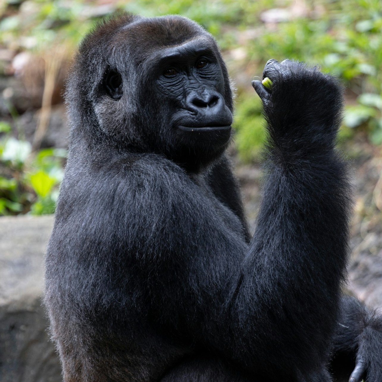 Zoo Atlanta: Entry Ticket