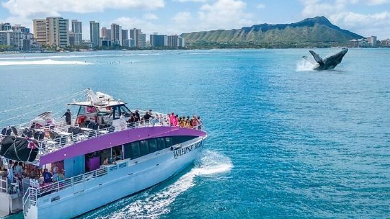 2-Hour Whale Watching Waikiki Oahu Guaranteed sightings!