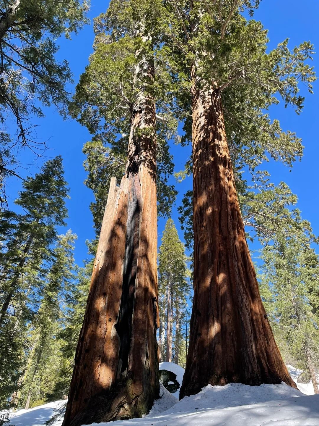 Top Pick: 12-Hour Private Charter from Los Angeles to Death Valley or Sequoia National Park with Round-Trip Options