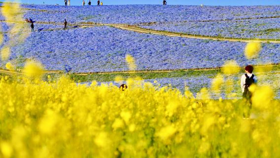 Excursión de un día al Parque Costero Hitachi y al Parque de Flores Ashikaga (salida desde Tokio, edición limitada de primavera)