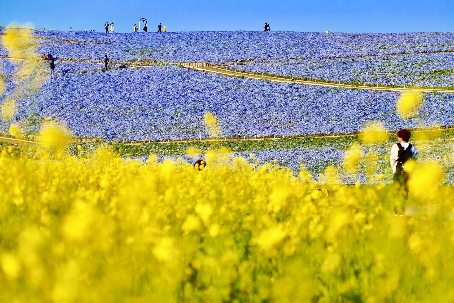 [한국어 가이드 • ★1명도 무조건 도쿄 출발★] 봄꽃 투어 : 히타치 해변공원 & 아시카가 플라워 파크