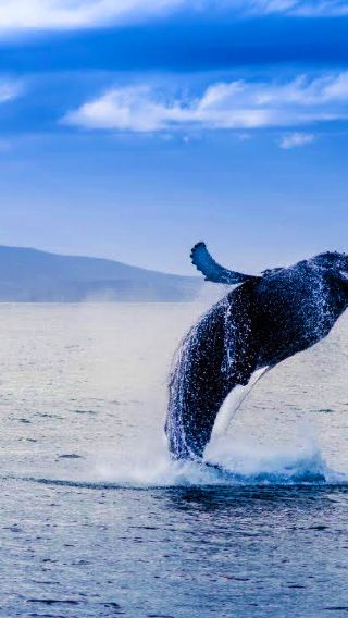 Sydney harbor whale watching cruise half-day tour [fast ticket issue · multiple cruise companies · multiple time slots]