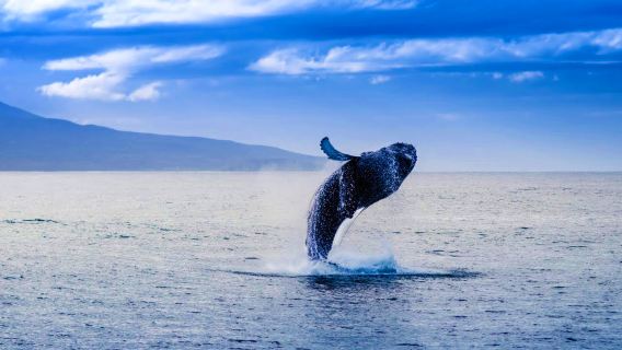 オーストラリア シドニー ホエールウォッチング クルーズ 半日帰りツアー【複数遊覧船会社対応・即時発券・公式直結】