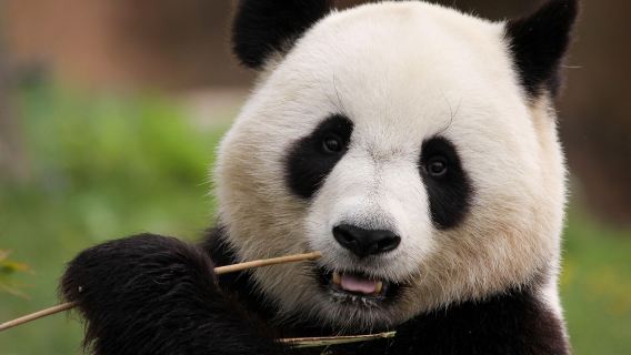 Expérience de bénévolat pour les pandas à Chengdu Wolong - 1 jour avec guide touristique anglophone en groupe privé, incluant transfert, déjeuner et certificat de bénévolat