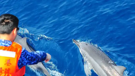 Hualien whale watching | Doloman Ocean Whale Watching Tour Experience